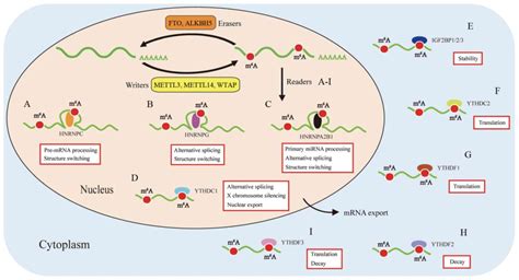 m6a methylation